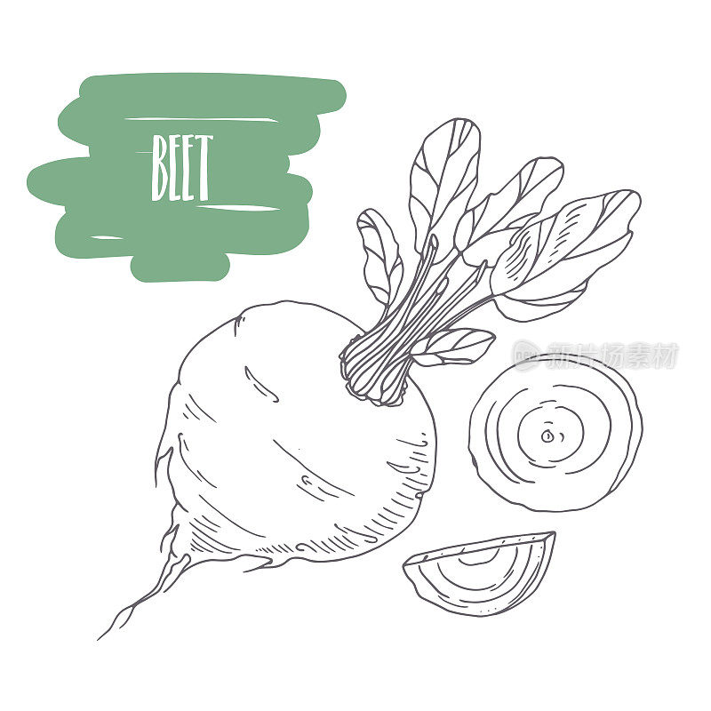 Hand drawn beetroot isolated on white. Sketch style vegetables with slices for market, kitchen or food package design